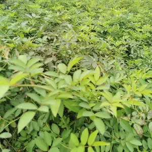 Ǿޱ���� �� С�����أ��߶�50-2�� �ɹ�Ӧ����
