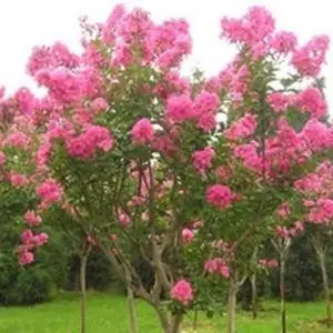紫薇花苗出售-紫薇-鸿基农业苗木批发(查看)