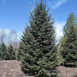 ʥ������ɼ1-8����ܷ��ɼ��Ƥ��֦��ɼ***��