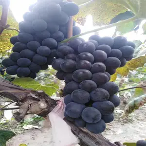 ���ּ޽Ӿ��������� ������������۸� ������ľ