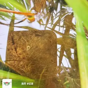 水稻钻心虫二化螟解决方案,水稻钻心虫危害,优利普抗性钻心虫解决方案