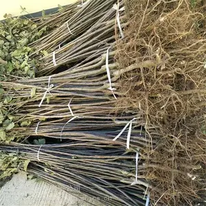 信浓金苹果树苗 每日 帅阳苗木 美国8号苹果树苗 销售批发