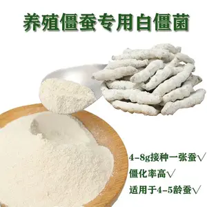 僵蚕专用白僵菌孢子粉,养殖僵蚕专用,僵化家蚕