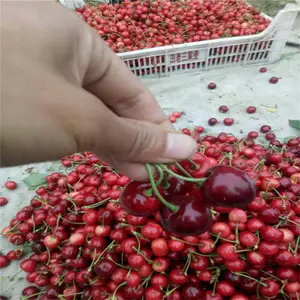 ɳ��ӣ���� ������ӣ���� ������Ϣ ˧������ �Ƽ�����