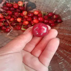 һվ���� ˧������ ����ӣ���� ��ľ��ɢ�� ����ӣ����