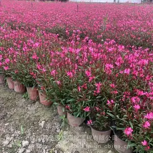 千鸟花 成都千鸟花基地 千鸟花杯苗供应 四川地被草花成都货源