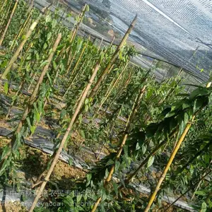 四川山草药地苦胆种苗_药材金果榄苗_金果榄种子_新鲜金果榄种植基地