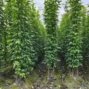 精品油麻藤大杯基地 14杯油麻藤双色杯批发 油麻藤多苗货出售