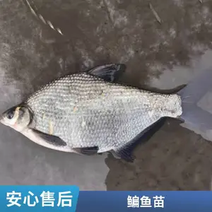 ���� �ƹ������������ 3-5�����޷�����