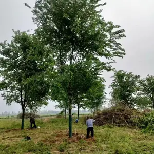�������ж�����ľ��������������ϳ��۸�,2�׸����������,����С����ر���