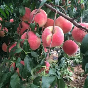早春蕾桃树苗供应批发 帅阳批发市场 早春蕾桃树苗批发基地