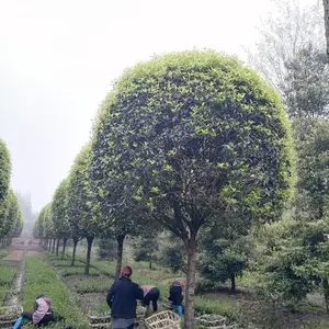 ���¹�Ҳ�ǳ��������𻨣����ǵĹڷ����ȣ��߶�ͳһ�����ʺ��е�����ֲ