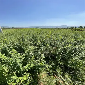 甘肃天水连翘苗供应商联系方式 3年生0.8公分以上药用连翘苗价格