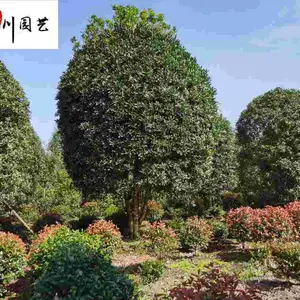 ������ľ����ֱ�� �ɶ�����������Ӧ �����̻���ľ�۸� �Բ����� �����Ż�