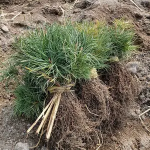 红松树苗批发,果松苗木基地,附近红松苗,接松子的松树苗