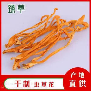 北虫草原产地***，金黄色可食用新鲜北虫草