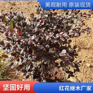 �ɷ����� ���ʺ컨��ľ ����ֱ�� С�������̻� ��������