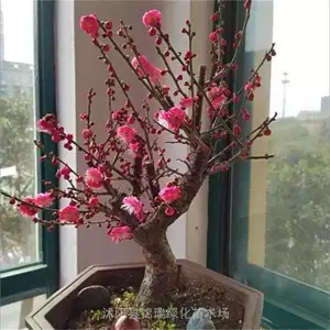 锦瑞 梅花盆景批发 有原生树 盆栽老桩 嫁接的多种形态可选