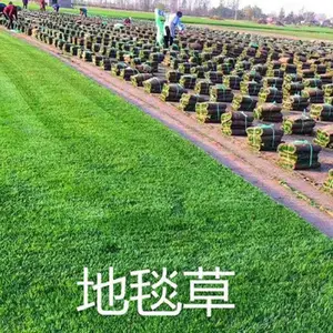 带土草坪 真草皮四季青草坪马尼拉百慕大草皮