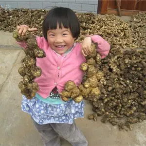 ����չ��������аٲ��춬���Ļƾ���ֲ����Ч����ô��