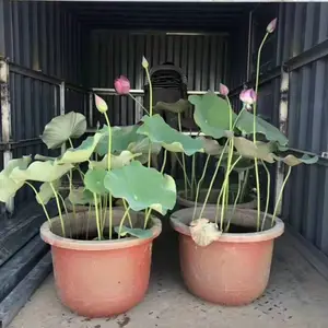 供应盆栽荷花苗种植基地、耘利合环保荷花种苗多品种 花色多