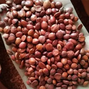 江西哪里出售酸枣种子(种植用酸枣种子)