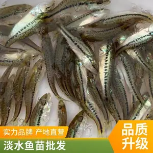 成品加州鲈鱼苗 种源优 无害病 喂养成本低 鲲腾