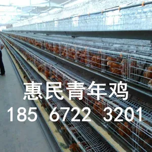 平顶山农大三号青年鸡养殖