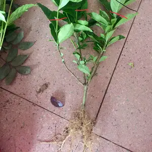 ��Ҷ���� ĵ������ ��������¥��С���̻��õľ�����ľ***�� �ͼ�����