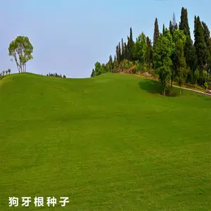 狗牙根草坪草种子 进口工程绿化植物草种籽 运动场专用草籽
