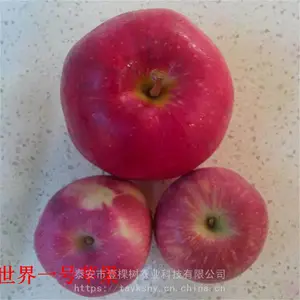 世界一号苹果苗 世界一号苹果苗简介及特点
