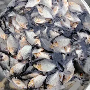 ��ѡ��ˮ�������� �������� ����ˮ��