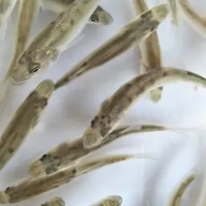 七星鲈鱼苗大量出售 成活*** 病害少 生长速度快 空运全国
