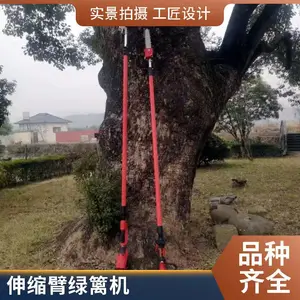 ��֦�;����ͱ������ĳ����֦���ҽ���������ľ���֦������
