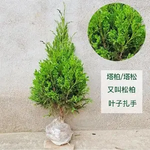 塔柏 蜀桧工程绿化苗荒山绿化塔柏树苗四季常青
