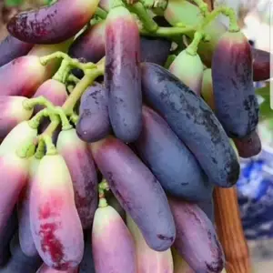 ��������۸��������������硢��Ը��������۸��