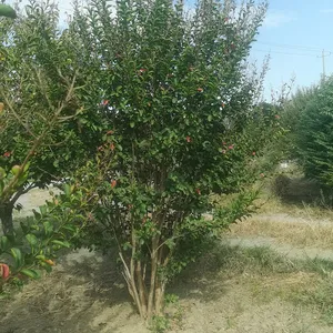 Դ����ľ ��Ӧ������ޱ ��ޱС�� ��ޱ���� СҶ��ޱ �̻���ľ