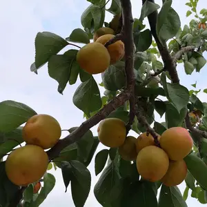 6����������� ���������� Ʒ��