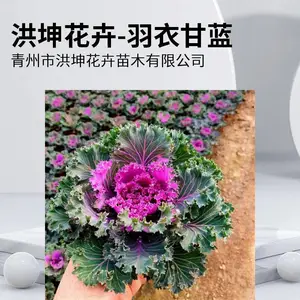 草花批发 时令花卉 冬季花卉 耐寒花卉 工程花苗 羽衣甘蓝供货批发甘蓝