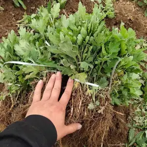 �ձ�������ֲ����