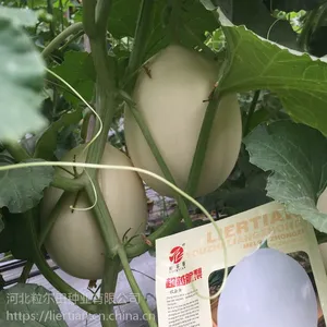 大果脆梨厚皮甜瓜种子白皮白肉细密脆爽香甜可口粒尔田超越脆梨