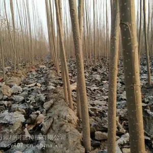 河北优质杨树苗;107杨树苗出售;规格;种植