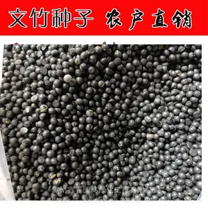 文竹种子批发 福建铁杆文竹种子价格 漳州产地 农户自产自销