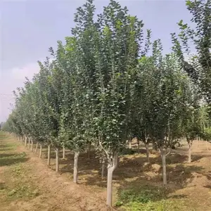 9����Ѥ������ �ο��۸� ˧��ũҵ ��������5���ֱ�������
