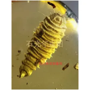 辽宁万年蜜蜡琥珀哪个地方盛产 石光年虫珀供应