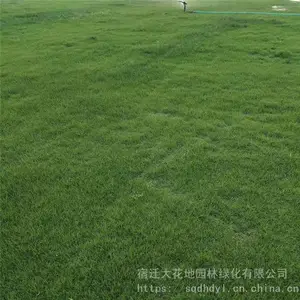 出售 四季青草坪 果岭草皮 马尼拉矮化草 别墅 操场 护坡用