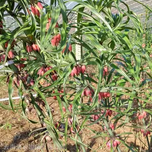 �Ĵ��ƾ��� ���������ƾ����� ��ƾ��� 2019�ƾ����� �����ַ� Ʒ��***
