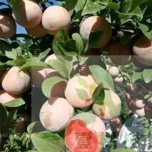 ���ţ��������������ʺ��½���ֲ ��������������ֲ����