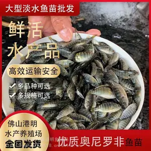 港明养殖厂出售 罗飞鱼 红罗飞鱼鱼苗 鲜活健康