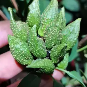 药用连翘苗 义隆苗木基地 量大 规格全 易成活
